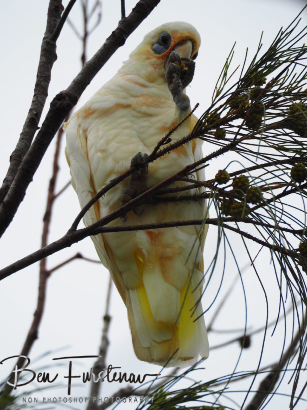 Reproduction process at Evans Head, Northern New South Wales, Australia