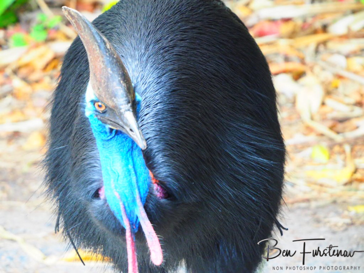 Not a fruitful experience @ Etti Bay, Northern Tropical Queensland, Australia 