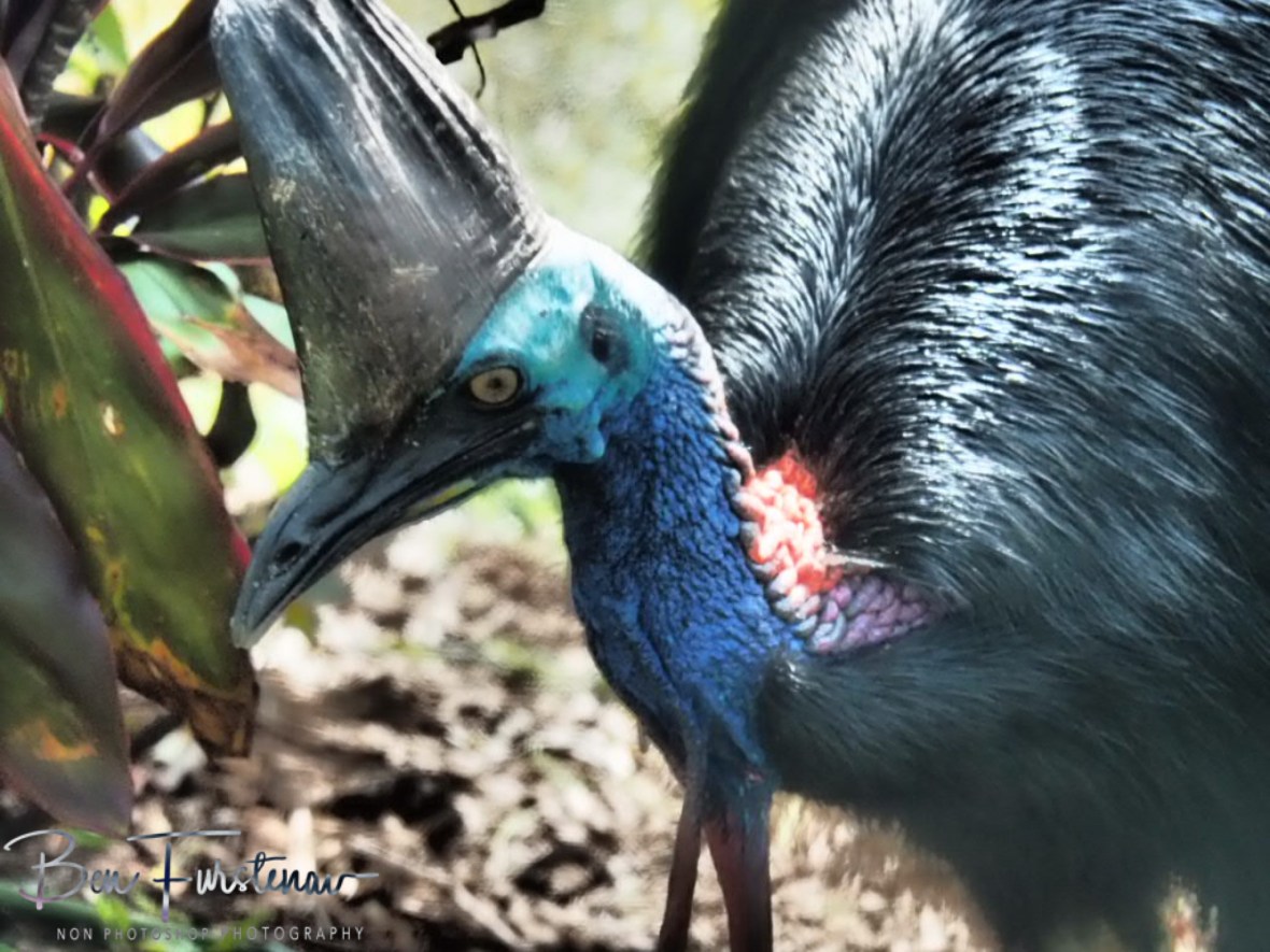 Walking with dinosaurs  @  Etti Bay, Northern Tropical Queensland, Australia 