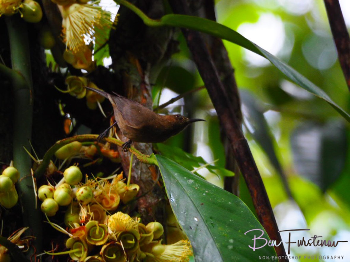 Paradise for big and small at Babinda, Tropical Northern Queensland, Australia 