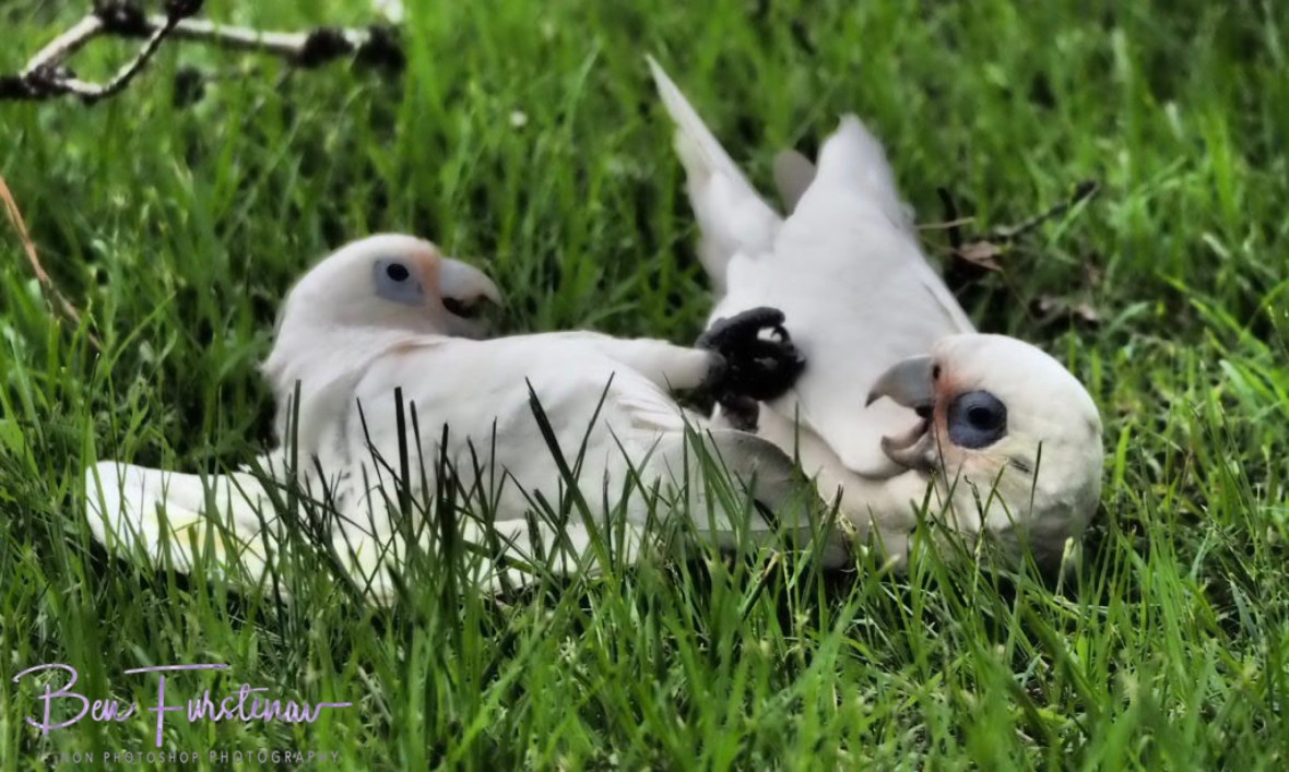 Croaky at Evans Head, Northern New South Wales, Australia 