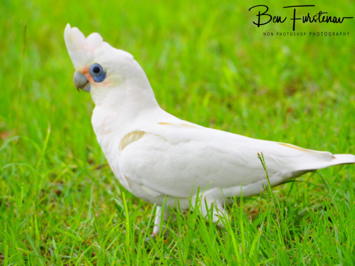 Happy feet at Evans Head, Northern New South Wales, Australia 