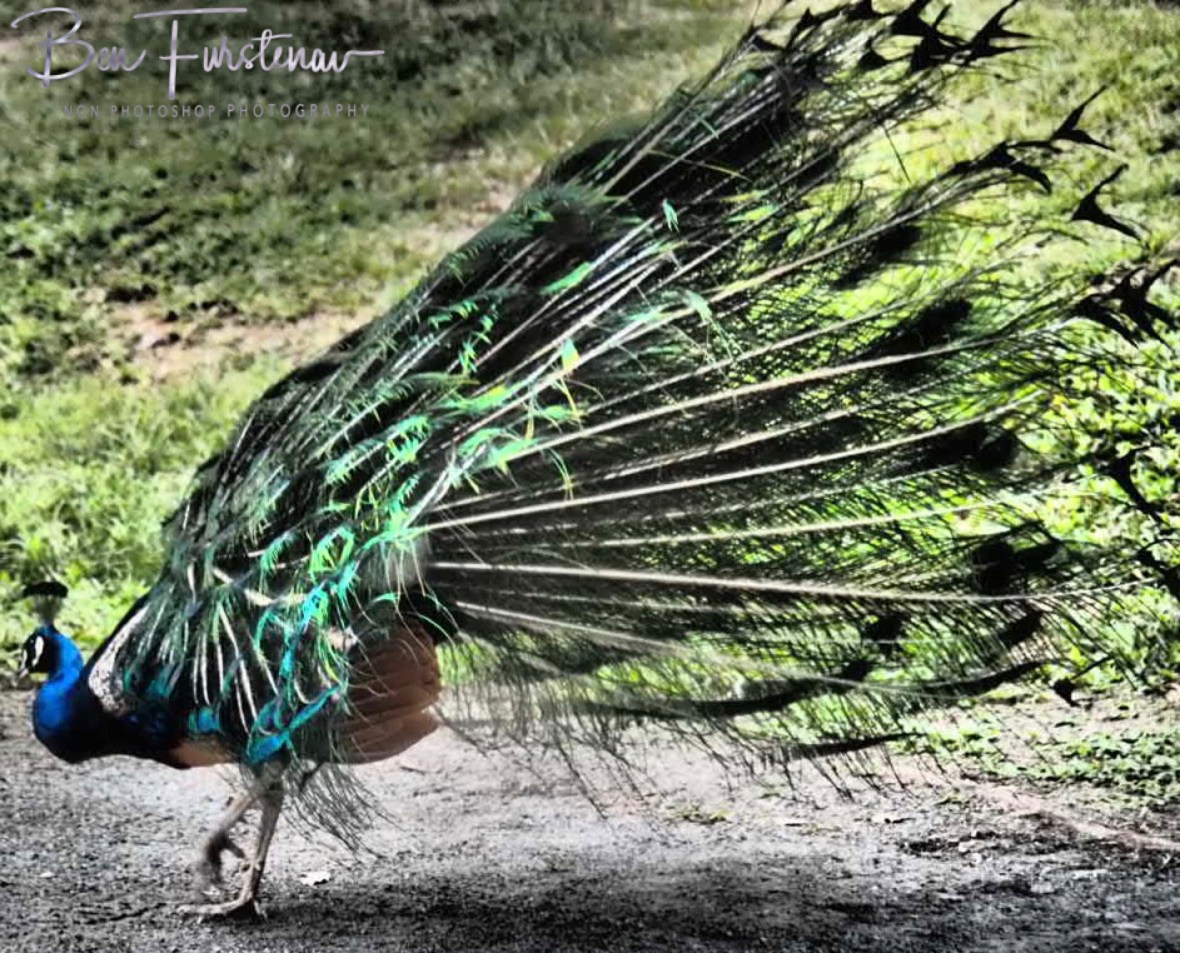 No luck again at Babinda, Tropical Northern Queensland, Australia 