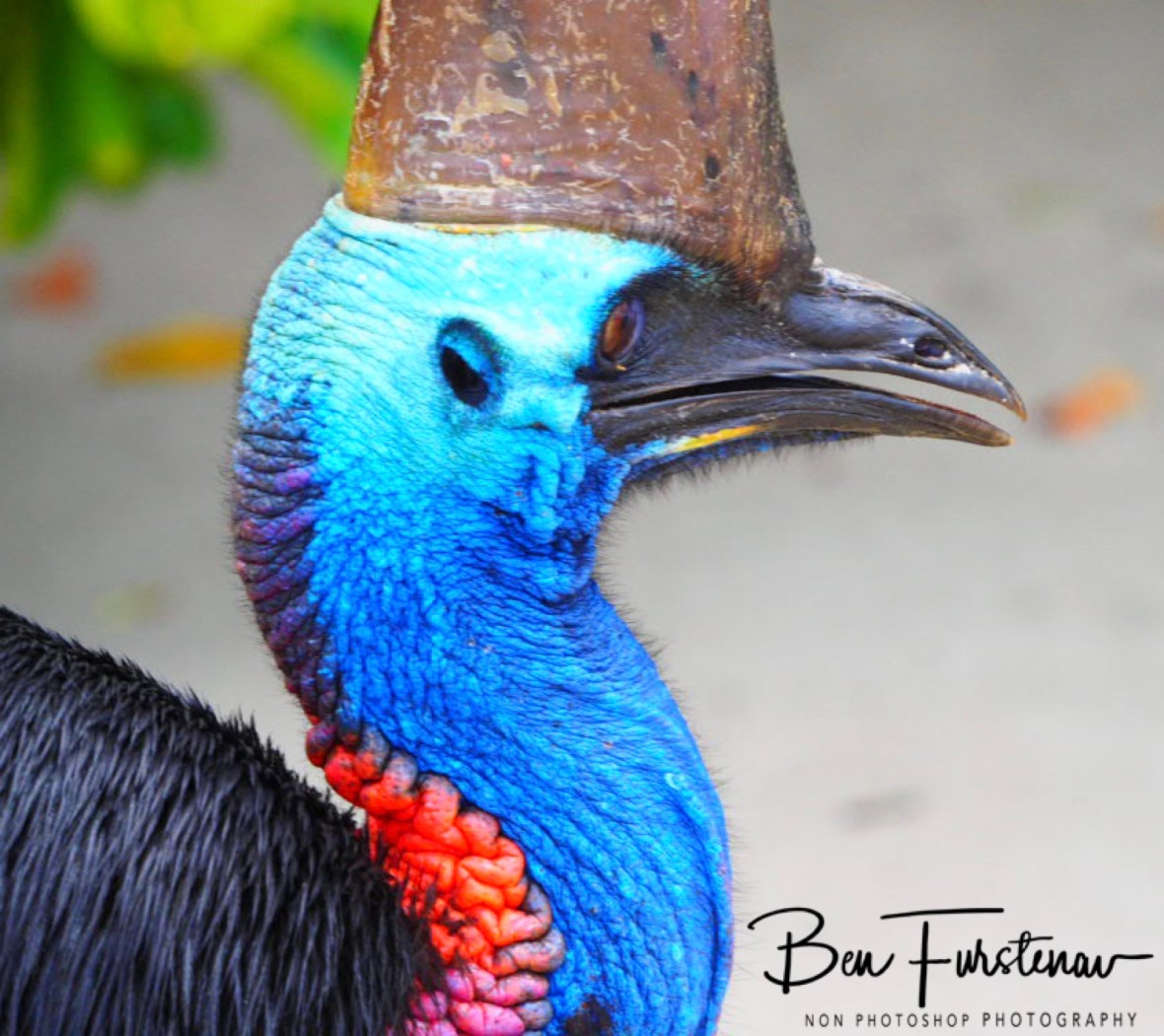 Astute leadership  @ Etti Bay, Northern Tropical Queensland, Australia 