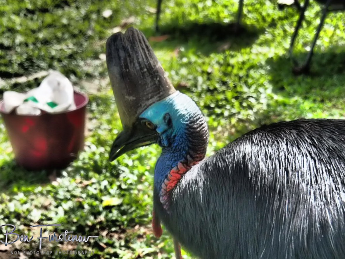 Surprise! @ Etti Bay, Northern Tropical Queensland, Australia 