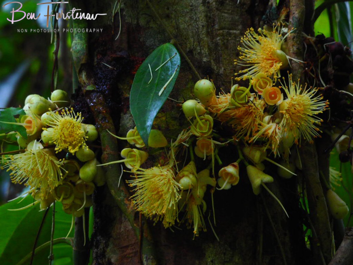 Wet and wild at Babinda, Tropical Northern Queensland, Australia 