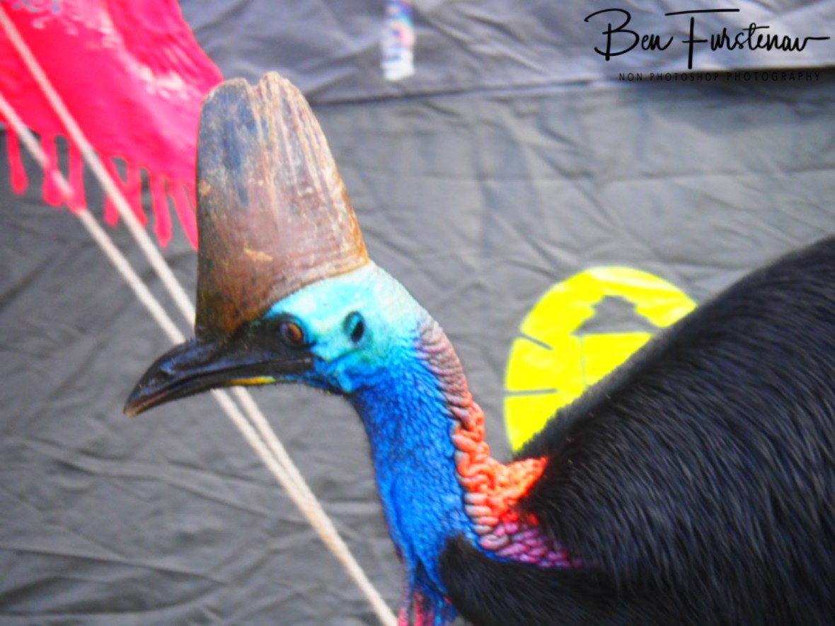 Tent cover @ Etti Bay, Northern Tropical Queensland, Australia 
