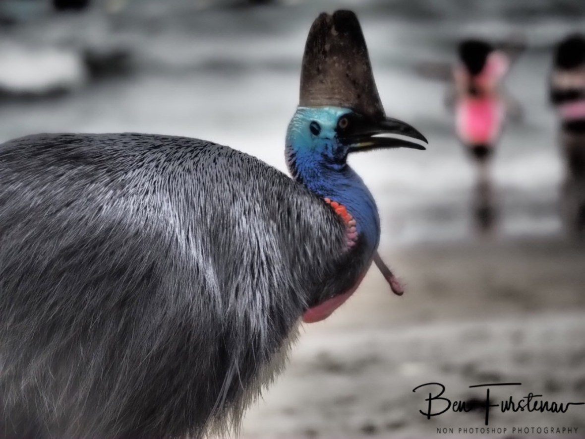 Cassowary and beach @ Etti Bay, Tropical Northern Queensland, Australia 