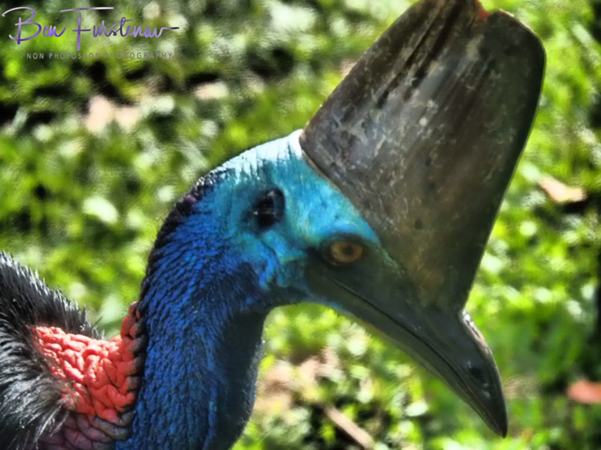 Let’s see! @ Etti Bay, Northern Tropical Queensland, Australia 