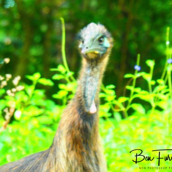 Who is that following me? @ Etti Bay, Tropical Northern Queensland, Australia
