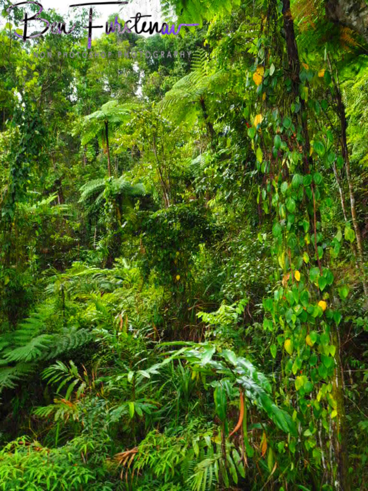50 shades of green at Babinda, Tropical Northern Queensland, Australia 