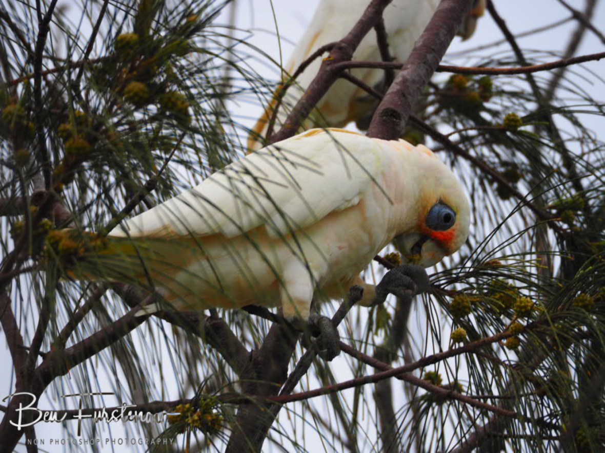 There’s another! at Evans Head, Northern New South Wales, Australia 