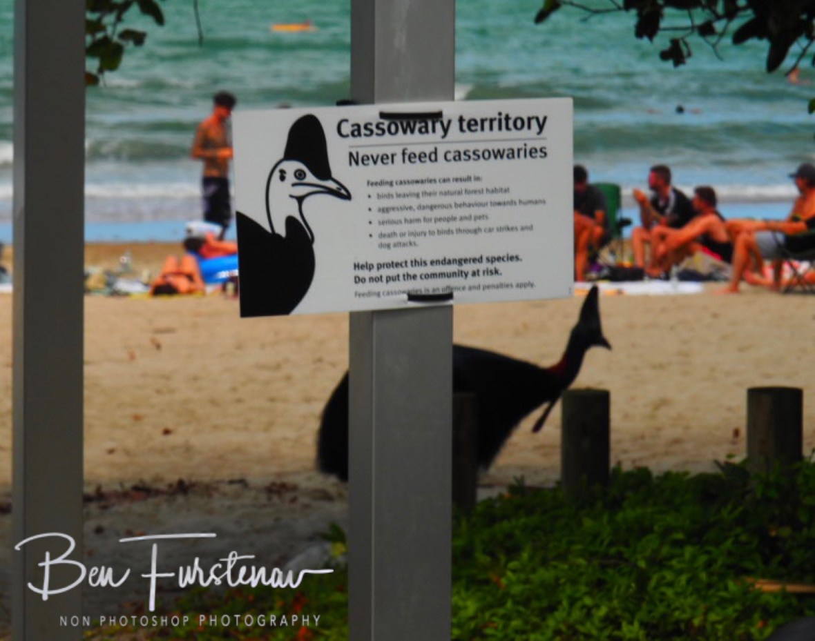 Down but not out! @  Etti Bay, Northern Tropical Queensland, Australia 