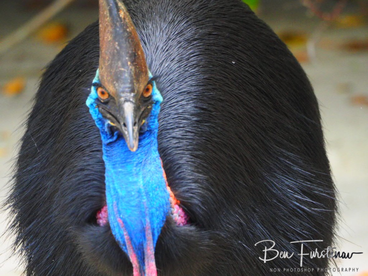 The dark force calling out  @ Etti Bay, Northern Tropical Queensland, Australia 