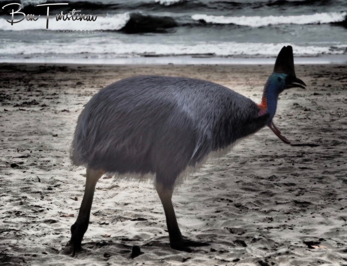 A cassowary on the beach @ Etti Bay, Tropical Northern Queensland, Australia 