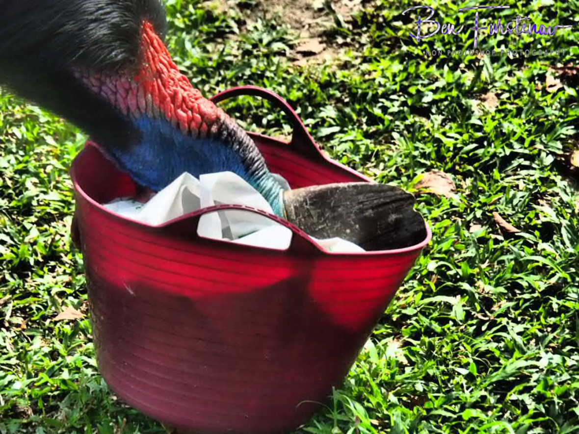 Head over heels  @ Etti Bay, Northern Tropical Queensland, Australia 