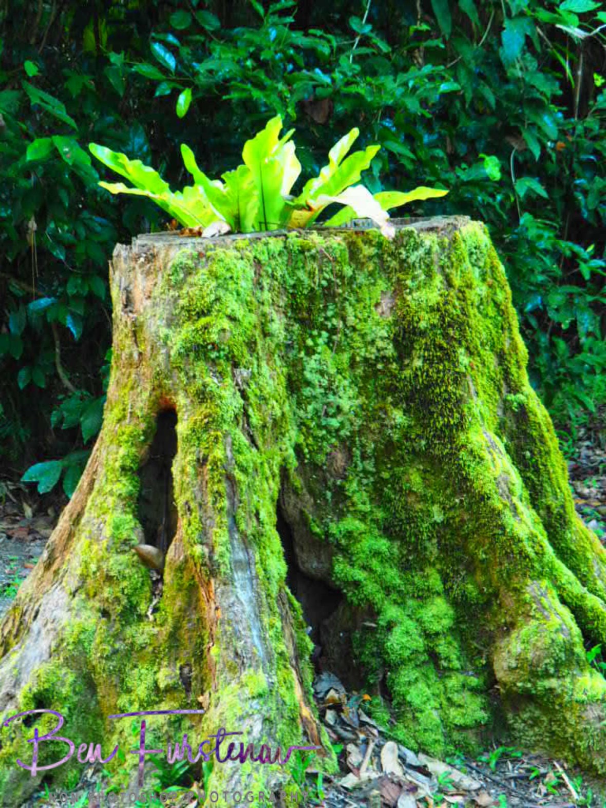 Decomposing at Babinda, Tropical Northern Queensland, Australia 