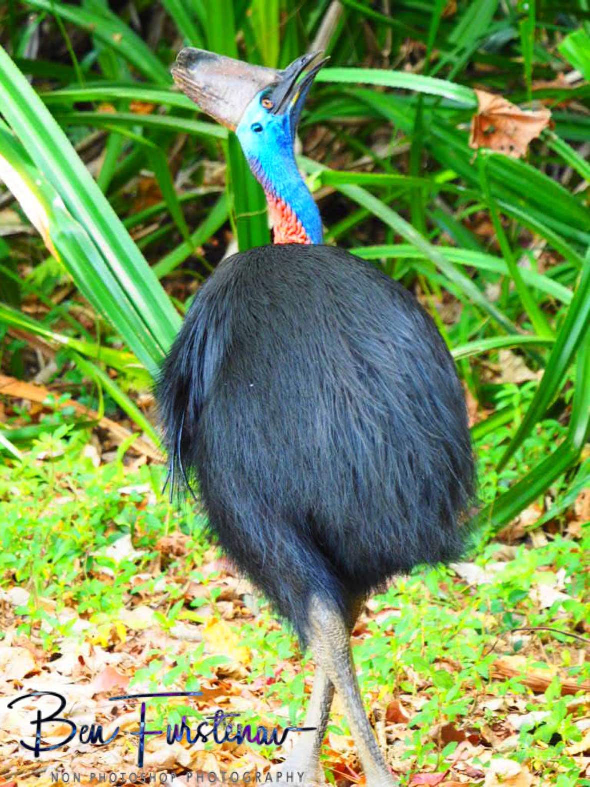 Too far up!  @ Etti Bay, Northern Tropical Queensland, Australia 