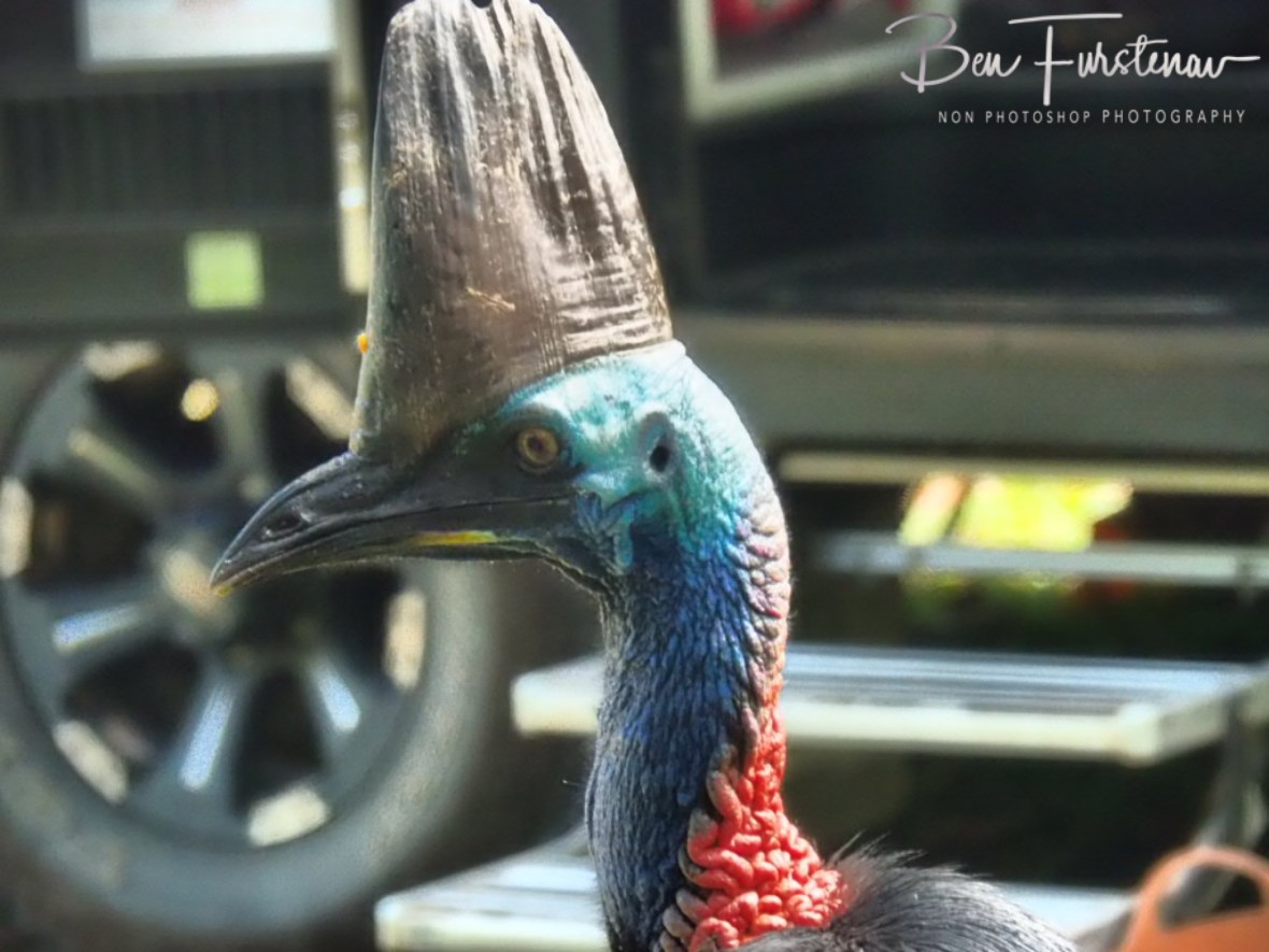 Social distancing @ Etti Bay, Northern Tropical Queensland, Australia 