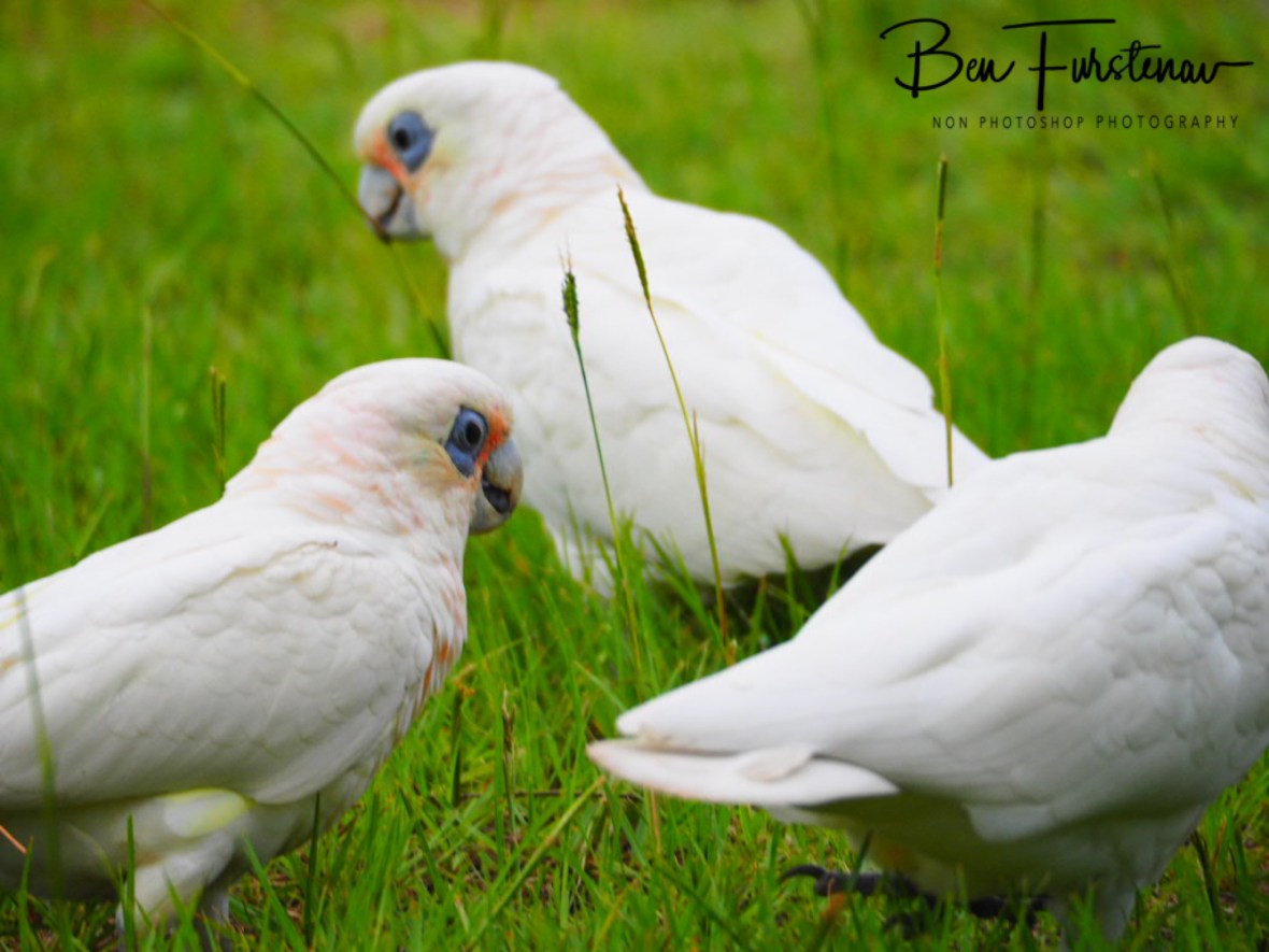 Joyful gathering at Evans Head, Northern New South Wales, Australia 