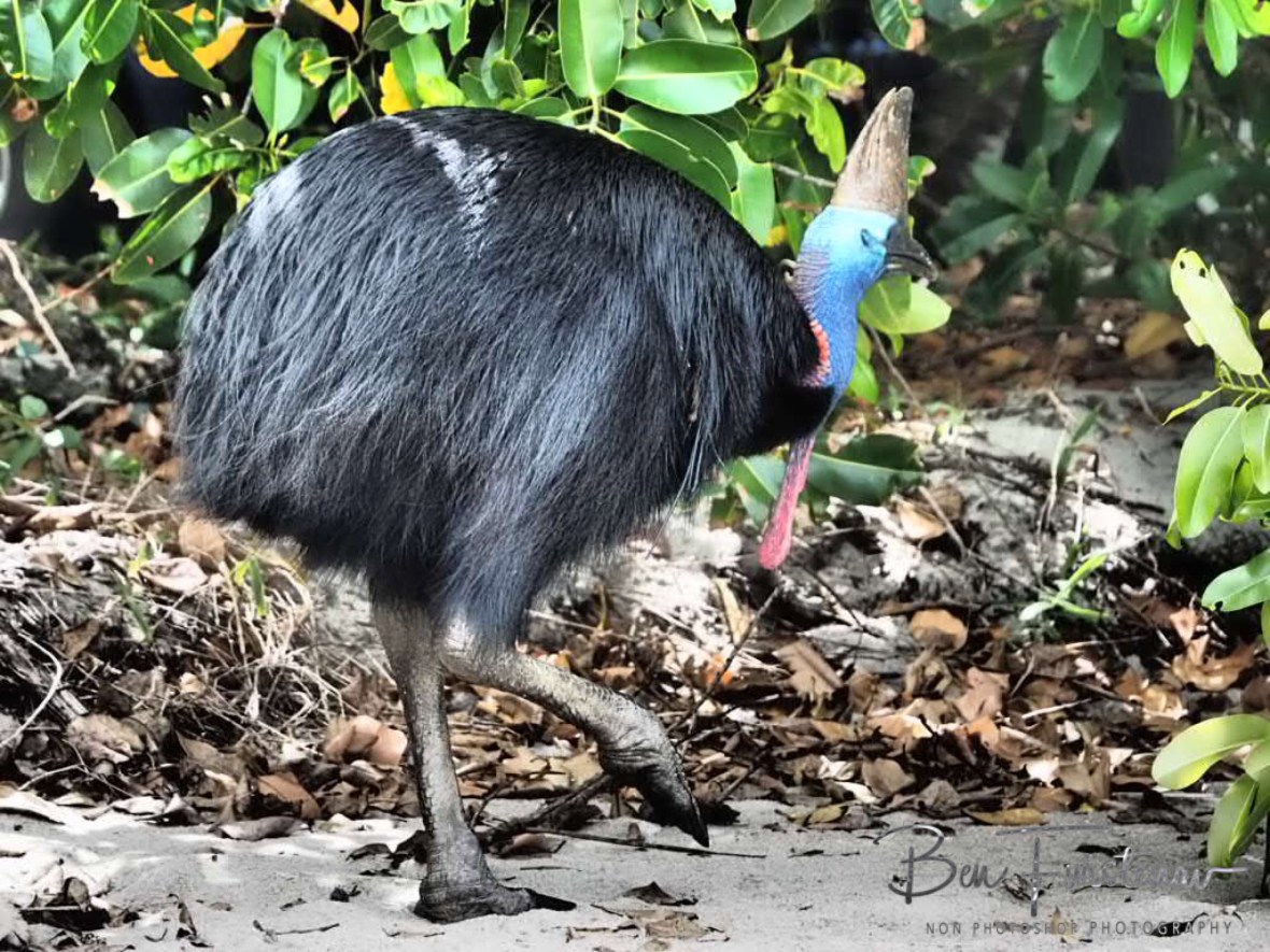 The search continues @ Etti Bay, Northern Tropical Queensland, Australia 