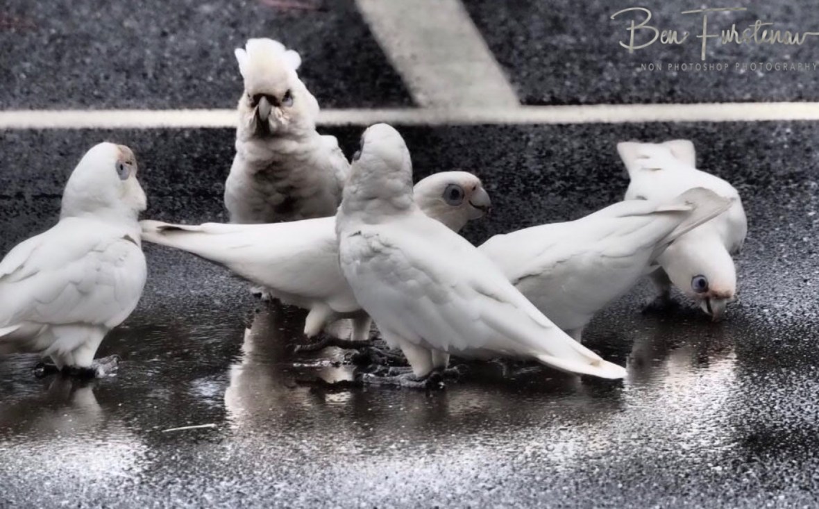 Moustache feathers and grim look at Evans Head, Northern New South Wales, Australia 