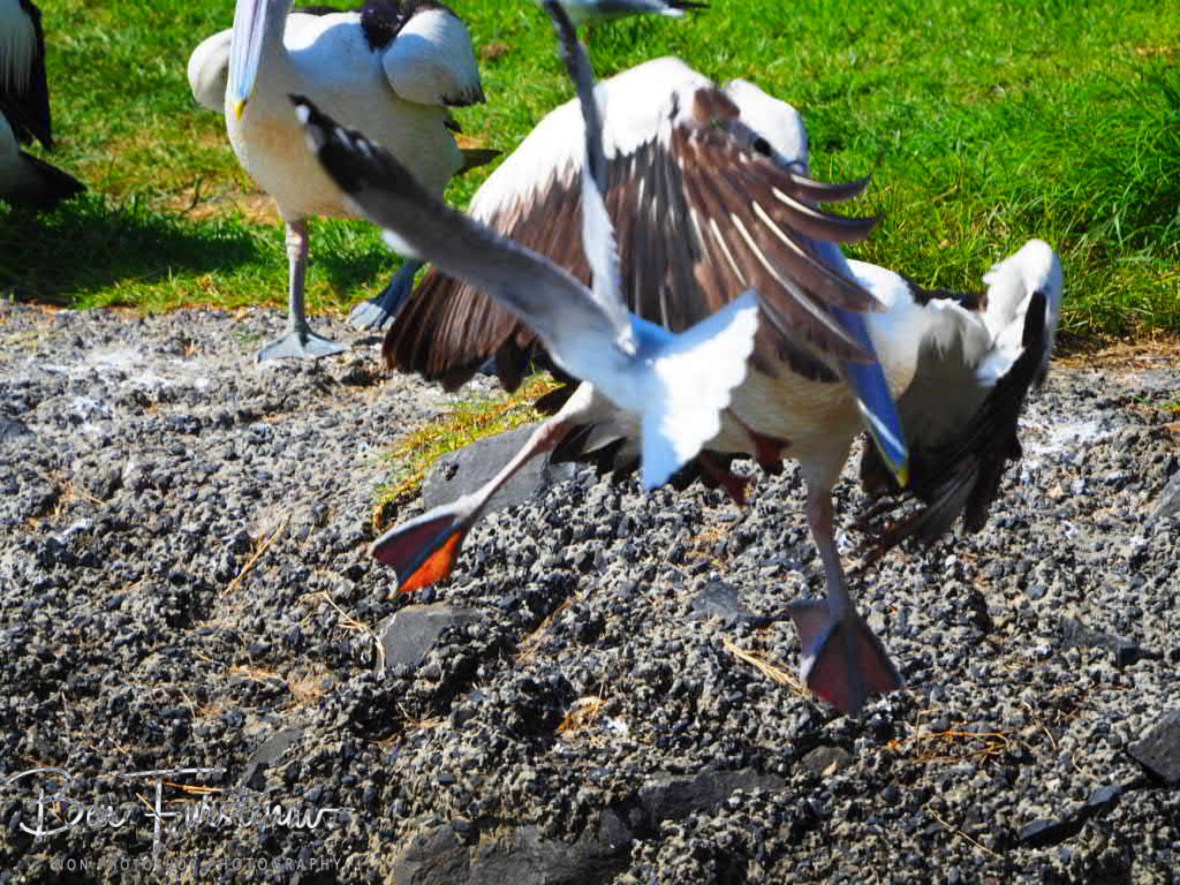 Quick reaction @ Evans Head, Northern New South Wales, Australia 