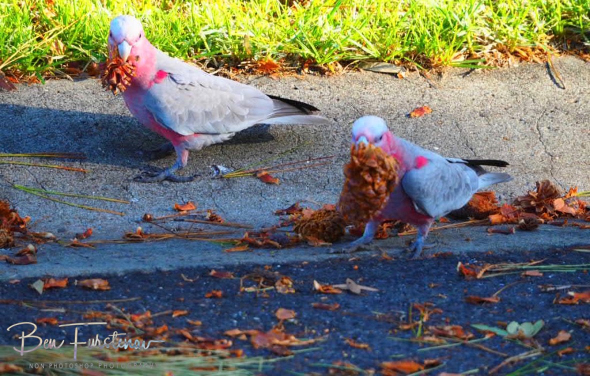 Athlete parade @ Evans Head, Northern New South Wales, Australia 