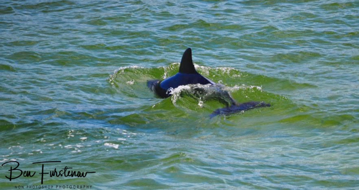 Dolphins in playful mode  @ Hat Head, Northern New South Wales, Australia