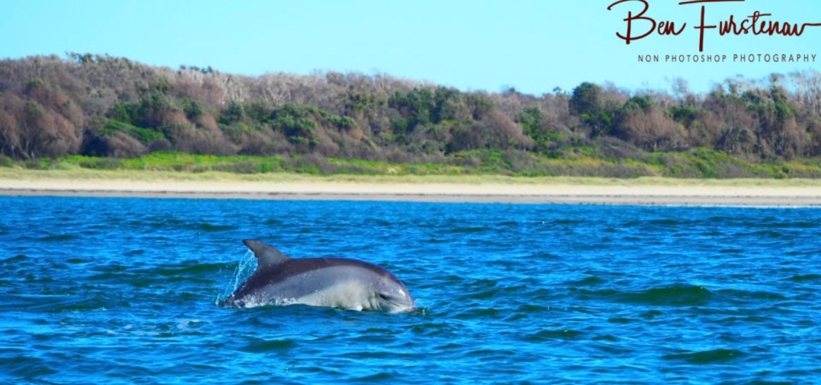 Shaky business @ Crowdy Head, Northern New South Wales, Australia 