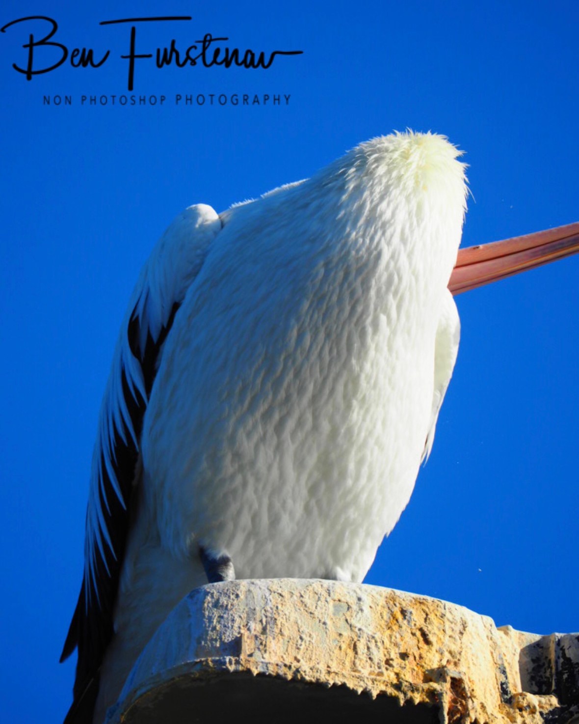 No shit! @ Evans Head, Northern New South Wales, Australia 
