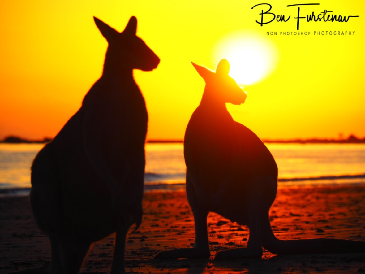 Good morning sunshine @ Cape Hillsborough, Tropical Northern Queensland, Australia 
