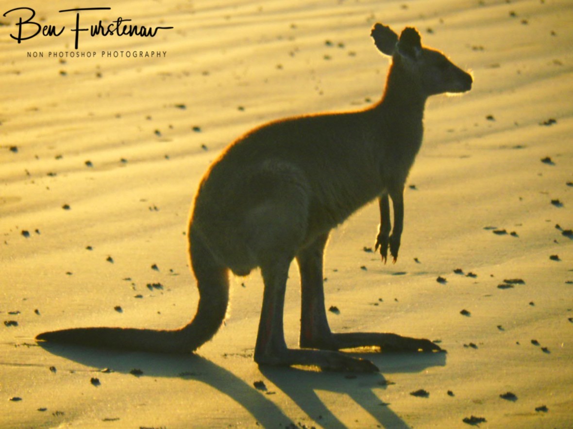 Show is almost over @ Cape Hillsborough, Tropical Northern Tropical, Australia 