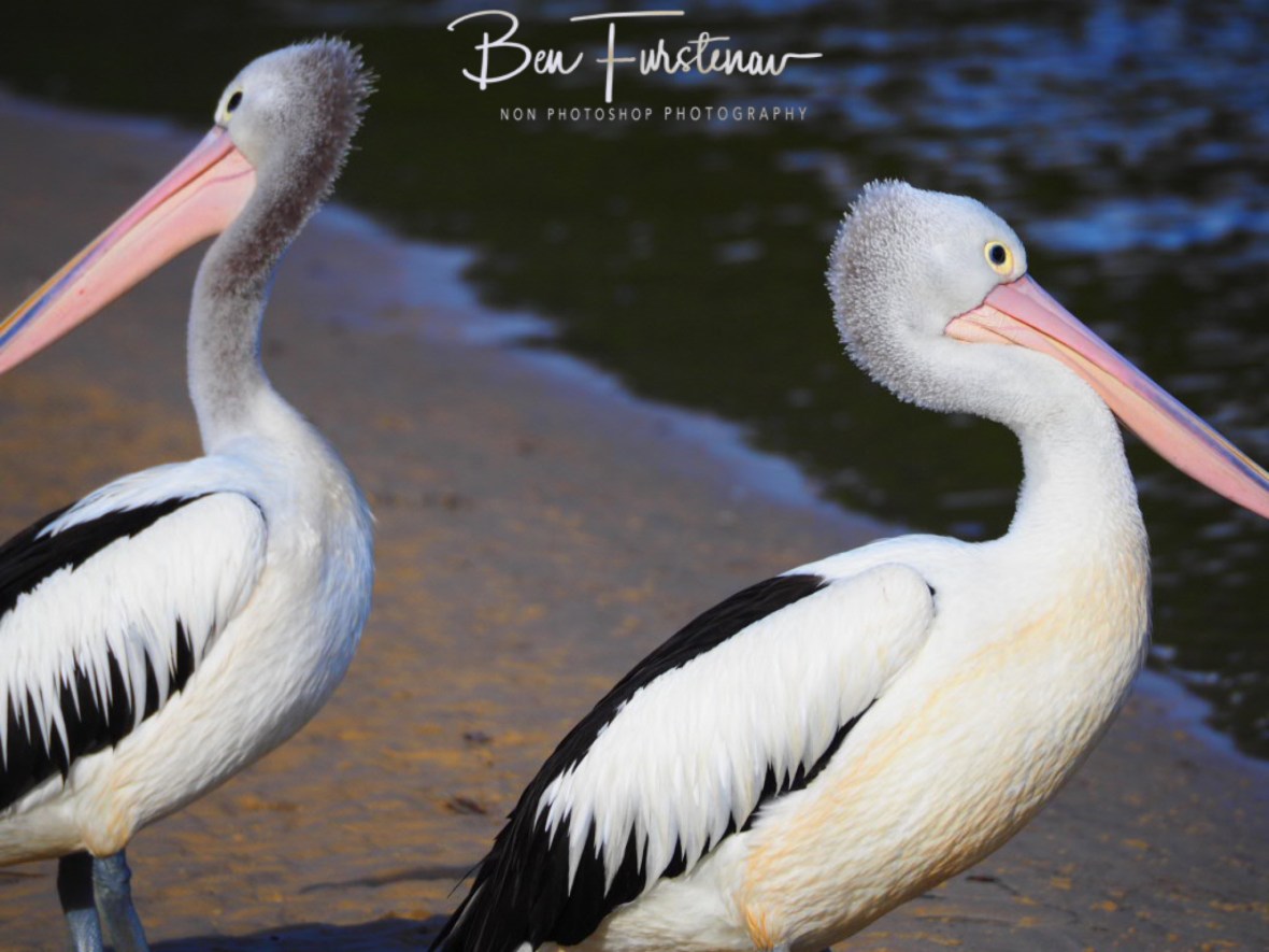 Watchmen @ Hat Head, Northern New South Wales, Australia