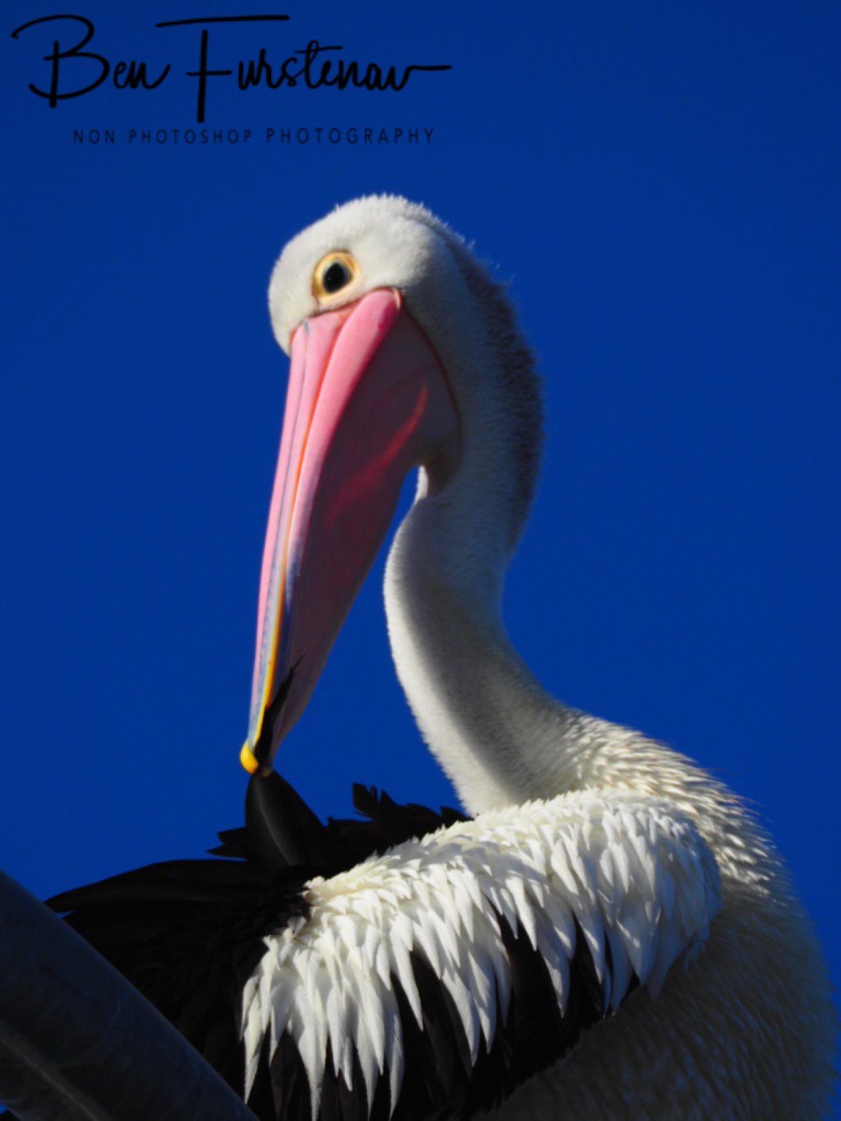 Hooked on feathers @ Evans Head, Northern New South Wales, Australia 