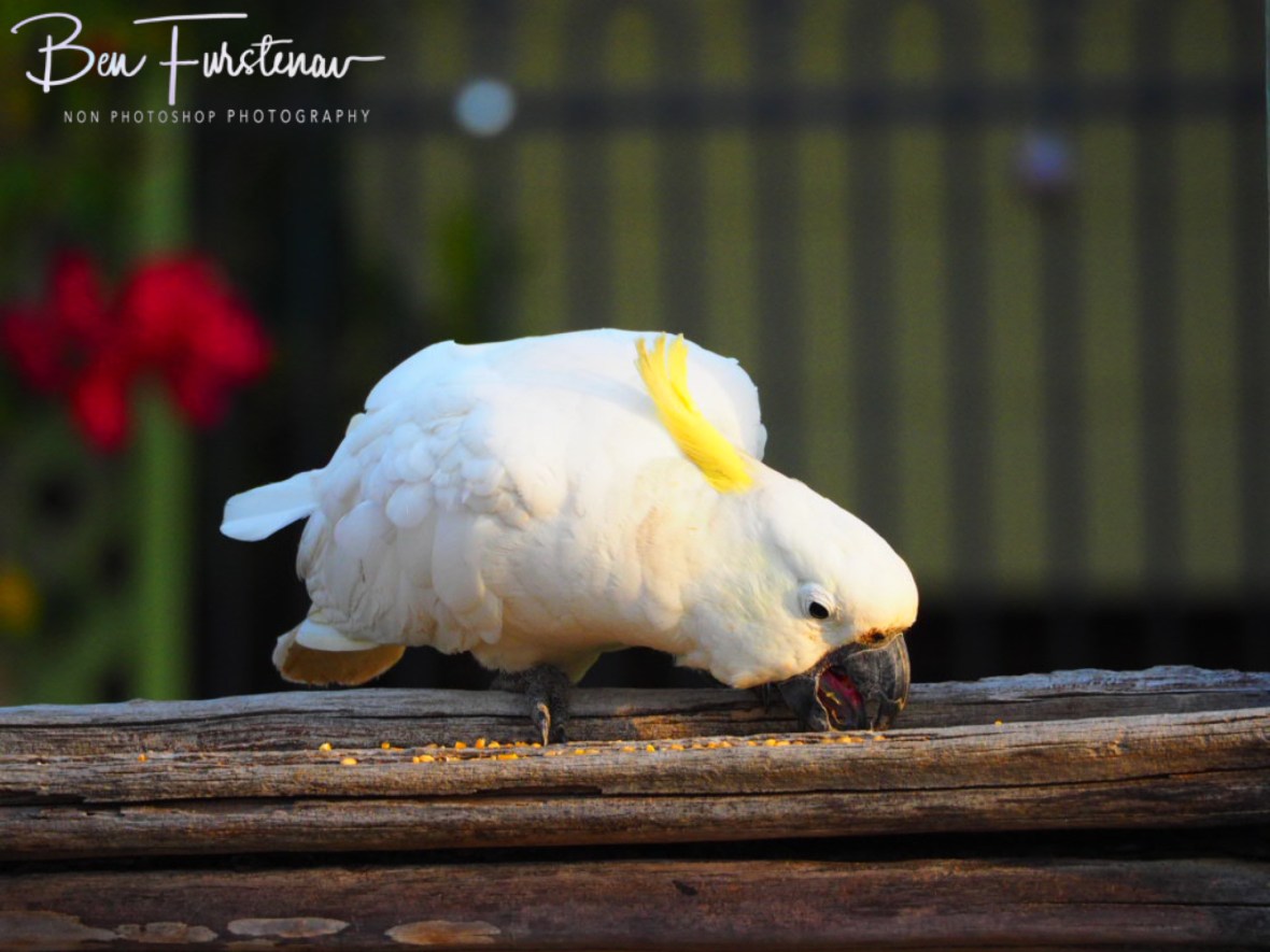 So cute to watch @ Central Queensland, Australia