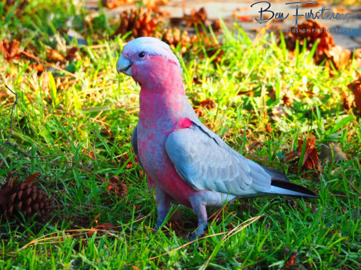 Excited mom @ Evans Head, Northern New South Wales, Australia 