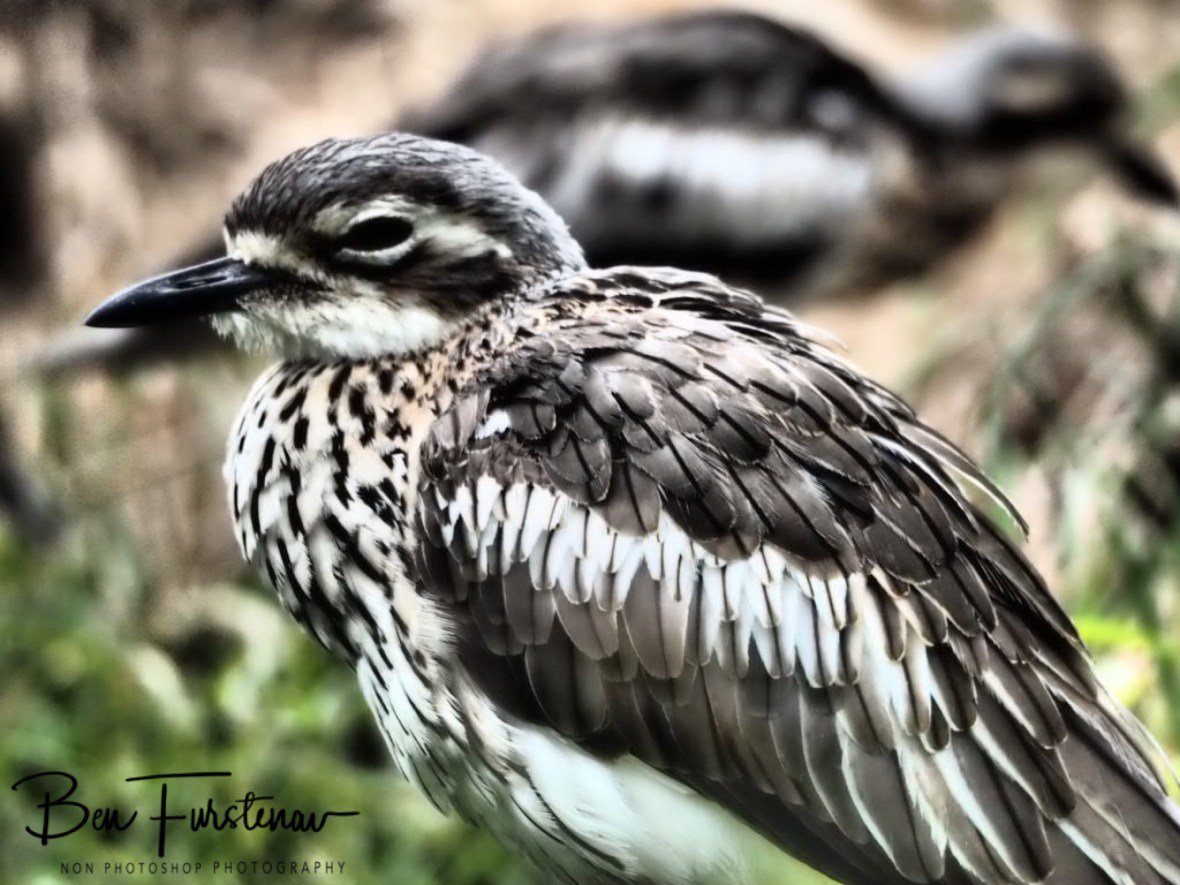 A blink of the eye @ Babinda Boulders, Northern Tropical Queensland, Australia 