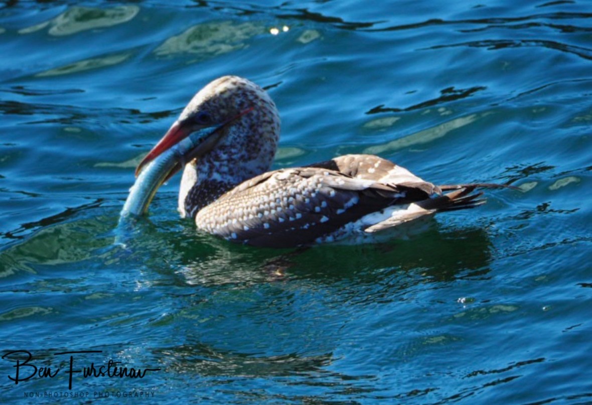 Frustrating! @ Crowdy Head, Northern New South Wales, Australia 