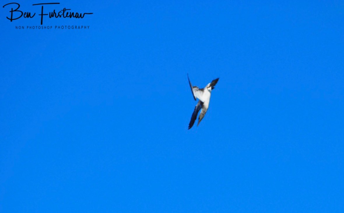 Aerial acrobatics @ Crowdy Head, Northern New South Wales, Australia 