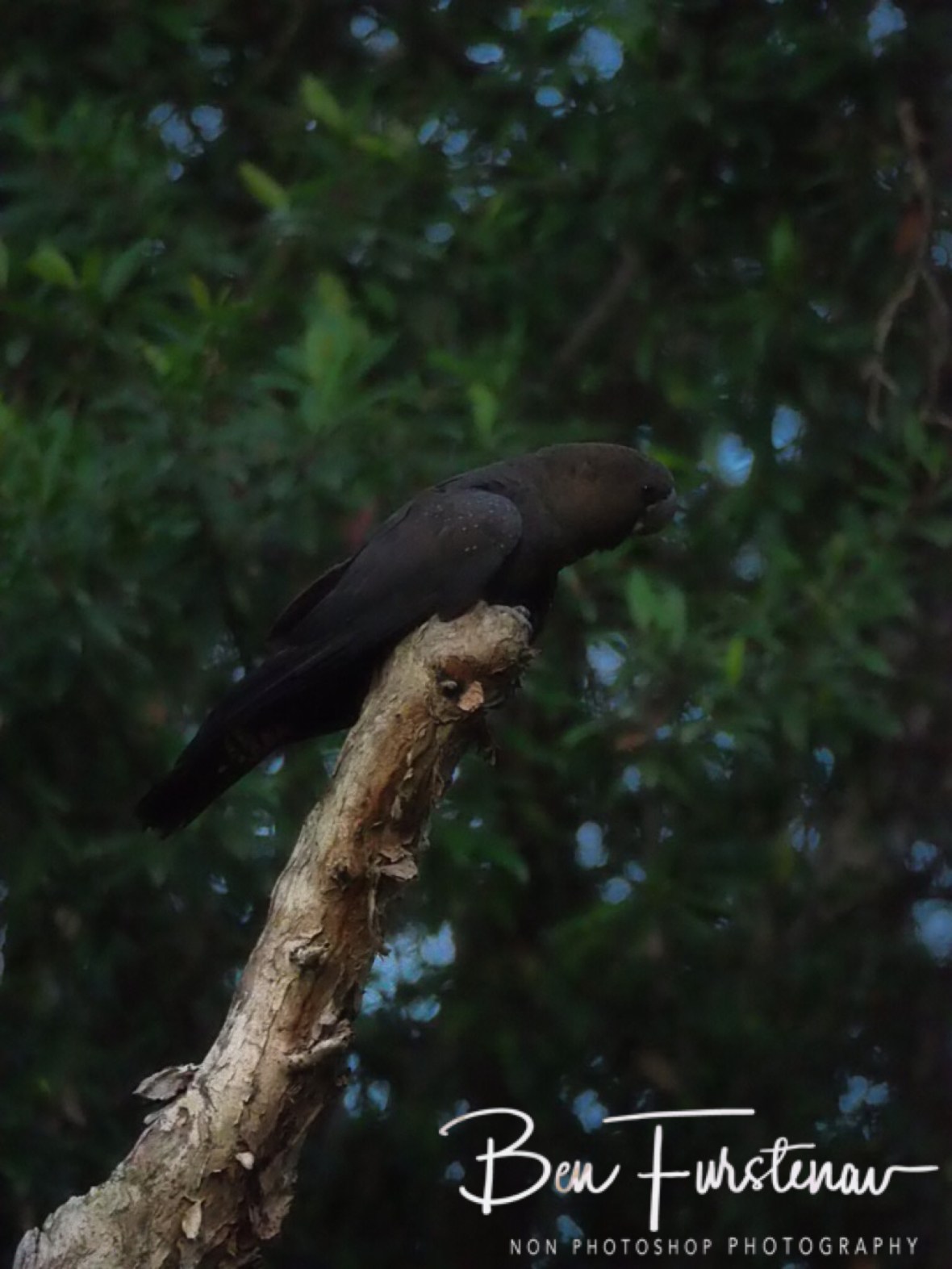 A rare Australian parrot @ Hat Head, Northern New South Wales, Australia