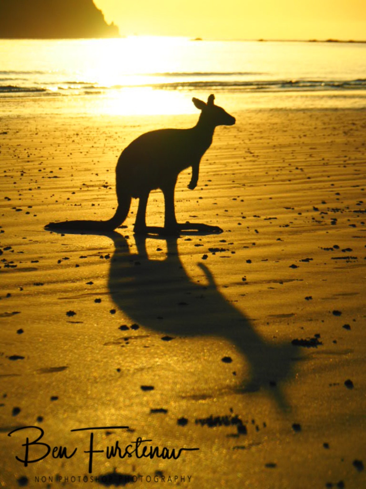 A goat? @ Cape Hillsborough, Tropical Northern Tropical, Australia 