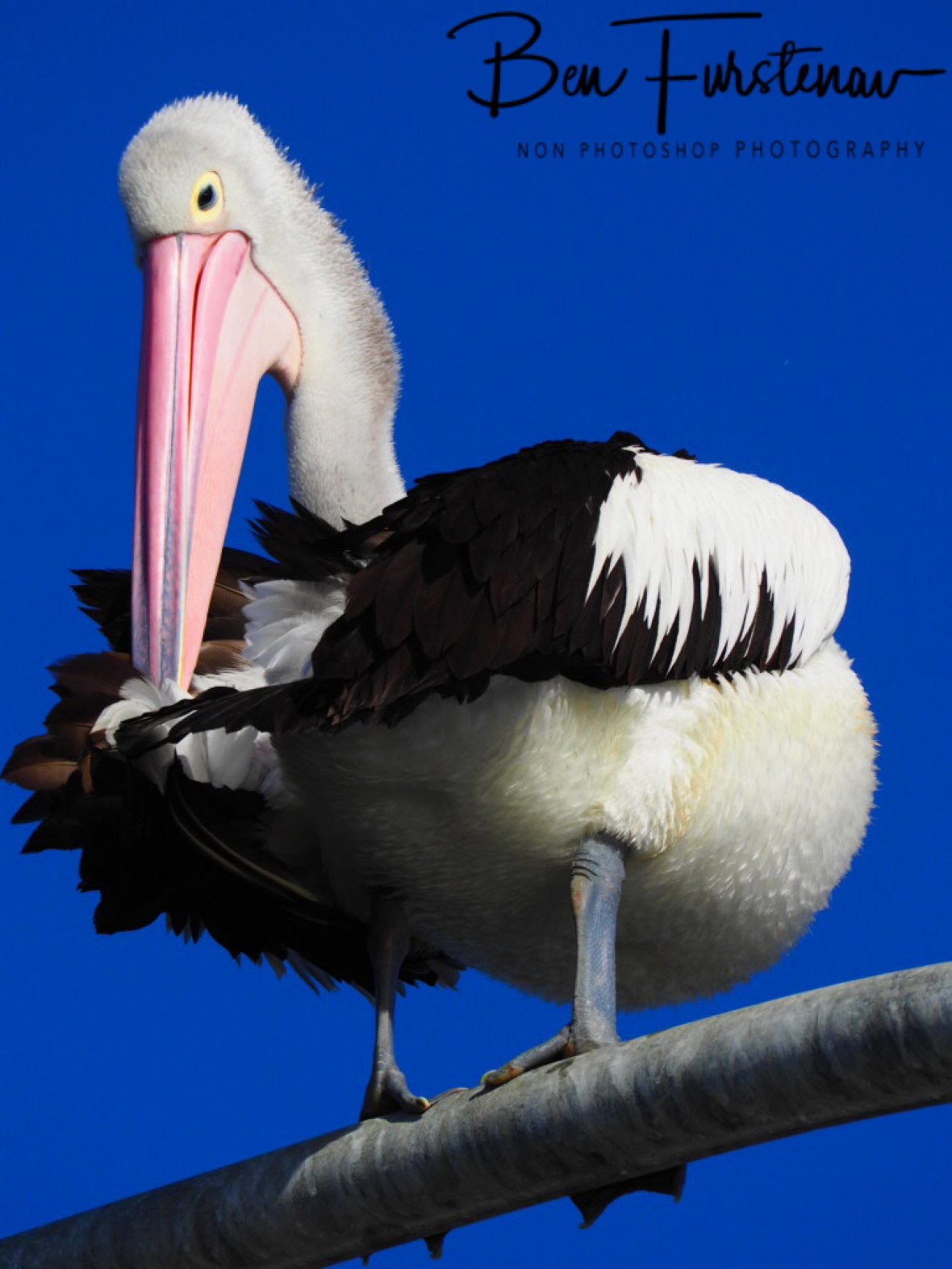 Back scratch dynamics @ Evans Head, Northern New South Wales, Australia 