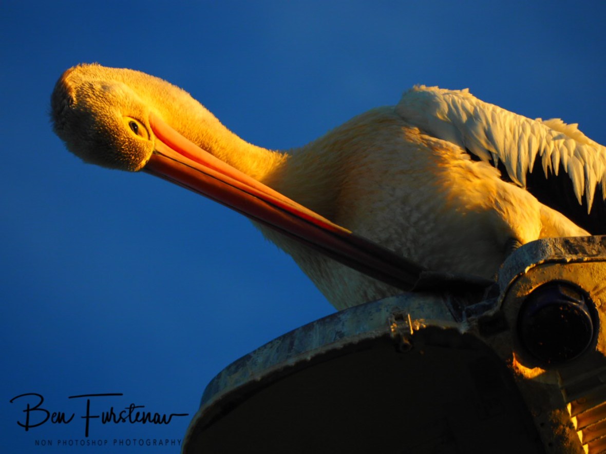 Brilliant colours @ Evans Head, Northern New South Wales, Australia 