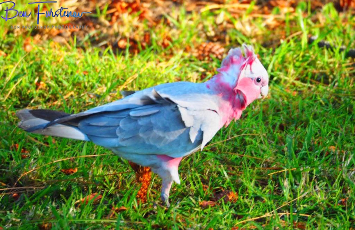 Thrilled neck galah @ Evans Head, Northern New South Wales, Australia
