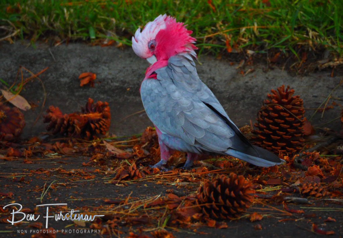 Confidence  @ Evans Head, Northern New South Wales, Australia 