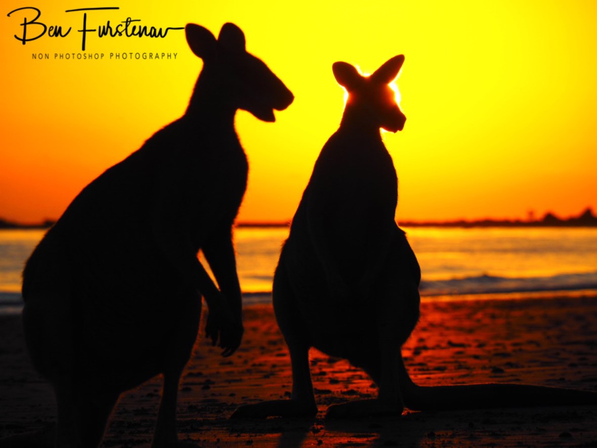 Staring at the sun @ Cape Hillsborough, Tropical Northern Tropical, Australia 