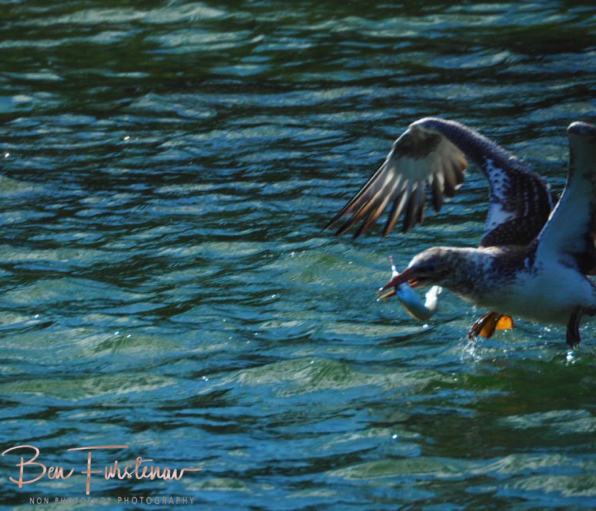 Consequently @ Crowdy Head, Northern New South Wales, Australia 