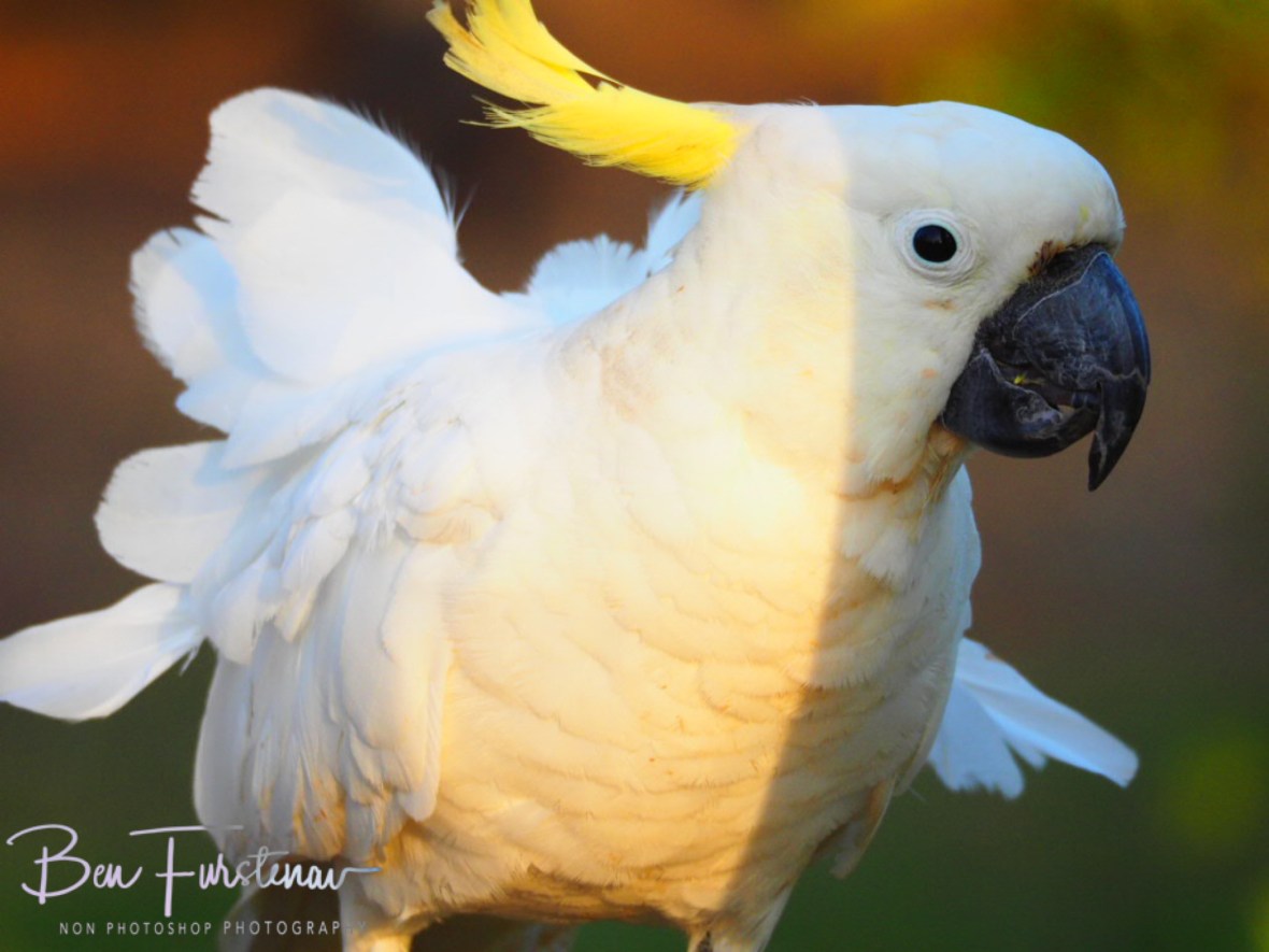 Uplifting breeze @ Central Queensland, Australia 