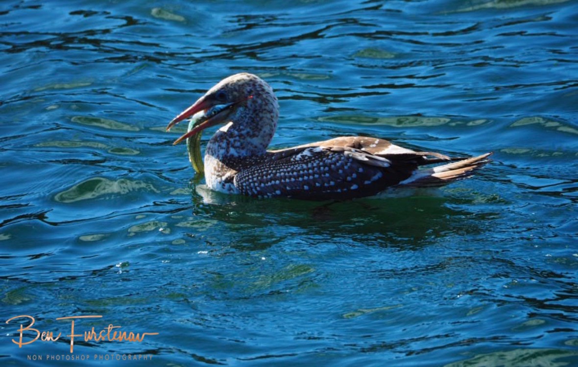 Cruel on both @ Crowdy Head, Northern New South Wales, Australia 